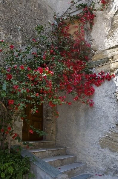 France, Corsica. Bougainvillea in bloom above entrance to house in Oletta