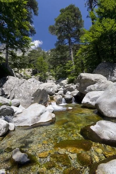 France, Corsica. Clear water and granite below forest of beech and laricio pine trees