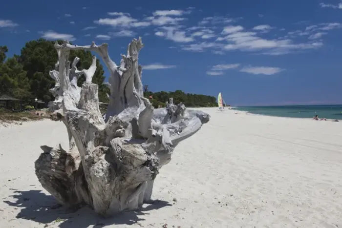 Framed Print : France, Corsica, Haute-Corse Department, Costa Serena Region, Ghisonaccia, driftwood