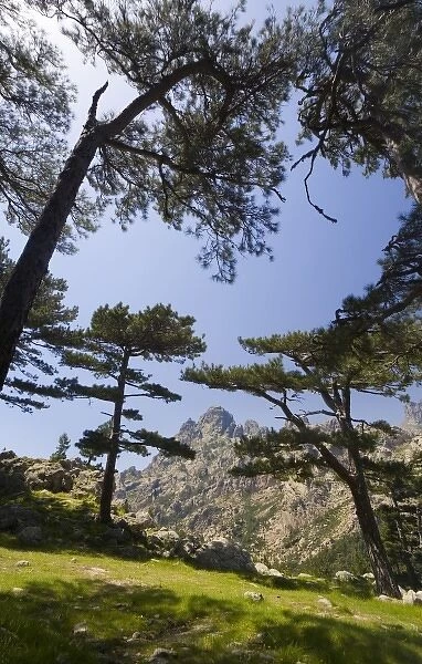 France, Corsica. Laricio pines (Pinus larico) frame pinnacles of Aiguilles del Bavella