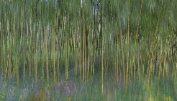 France, Giverny. Abstract of bamboo forest in Monets Garden