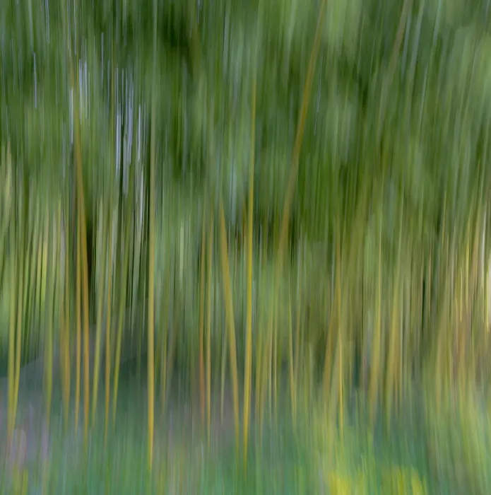 Framed Print : France, Giverny. Abstract of bamboo forest in Monets Garden Framed Print : France, Giverny. Abstract of bamboo forest in Monets Garden