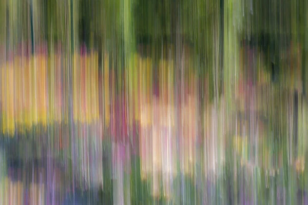 France, Giverny. Abstract of flowers in Monets Garden
