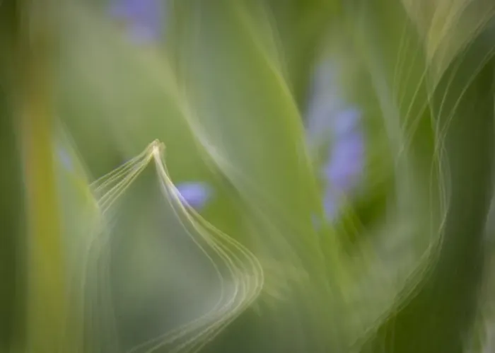 Framed Print : France, Giverny. Abstract of green leaves. Credit as: Wendy Kaveney  /  Jaynes Gallery  / 