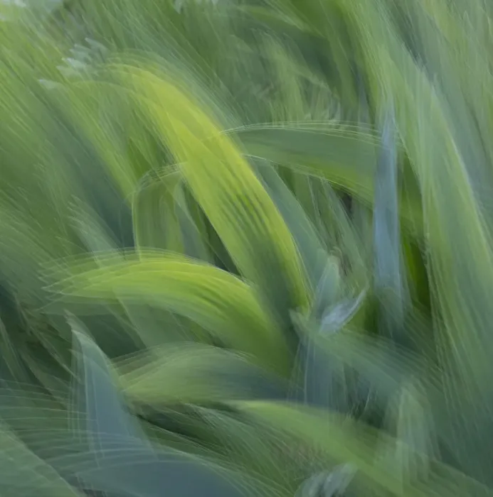 Framed Print : France, Giverny. Abstract of green leaves. Credit as: Wendy Kaveney / Jaynes Gallery / Framed Print : France, Giverny. Abstract of green leaves. Credit as: Wendy Kaveney / Jaynes Gallery /