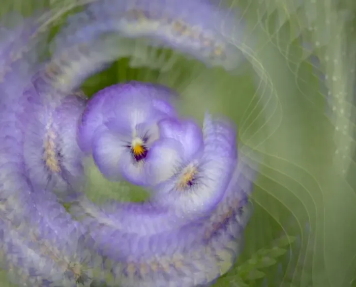 Framed Print : France, Giverny. Abstract of purple pansy. Credit as: Wendy Kaveney  /  Jaynes Gallery  / 