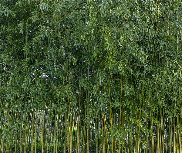 France, Giverny. Bamboo forest in Monets Garden. Credit as