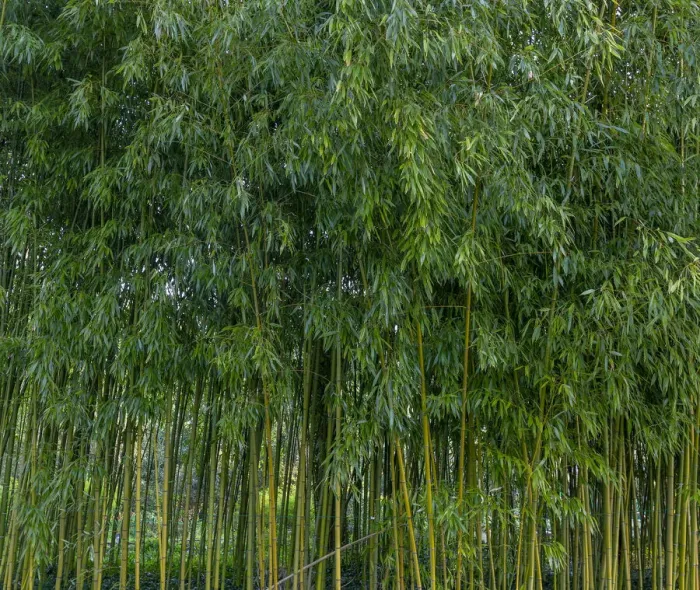 Framed Print : France, Giverny. Bamboo forest in Monets Garden. Credit as