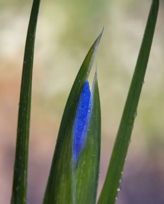 Framed Print : France, Giverny. Close-up of emerging purple iris. Credit as