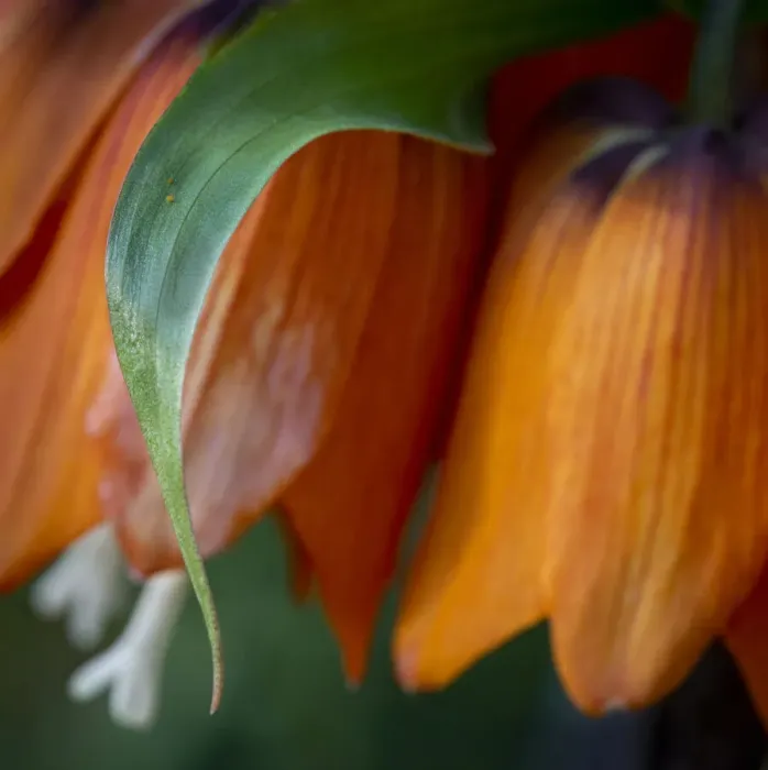 Framed Print : France, Giverny. Close-up of orange flowers in Monets Garden
