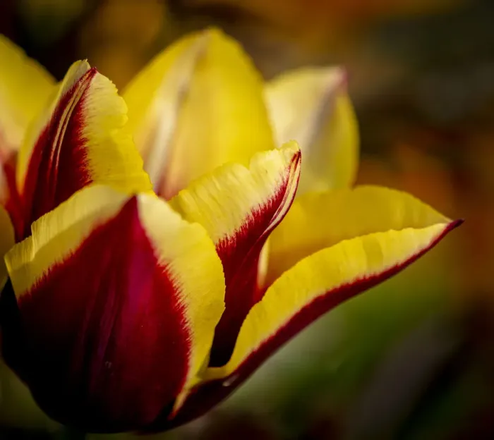 Framed Print : France, Giverny. Close-up orange and yellow tulip petals