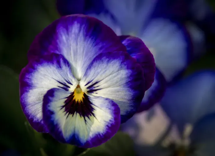 Framed Print : France, Giverny. Close-up of purple pansies. Credit as: Wendy Kaveney / Jaynes Gallery / Framed Print : France, Giverny. Close-up of purple pansies. Credit as: Wendy Kaveney / Jaynes Gallery /