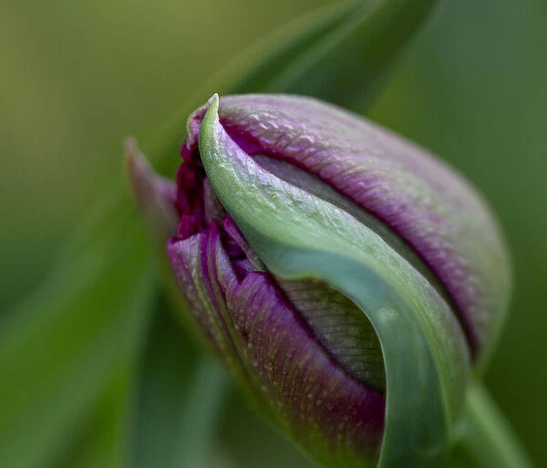 France, Giverny. Close-up of purple tulip bud. Credit as