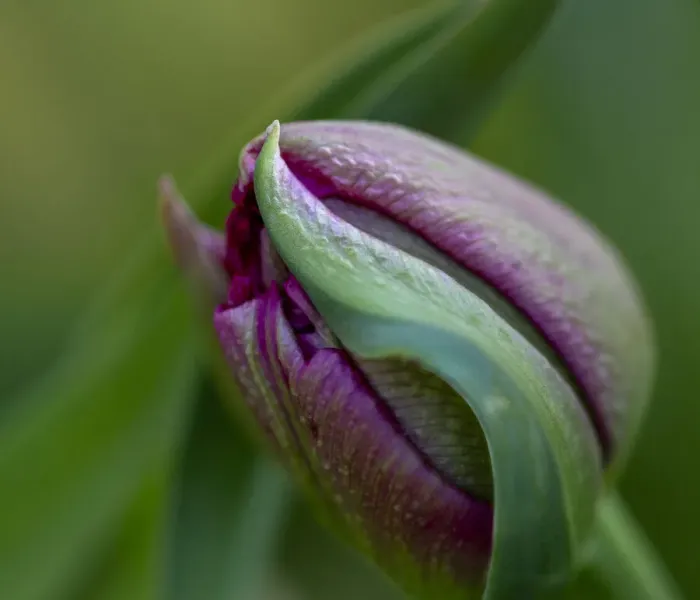 Framed Print : France, Giverny. Close-up of purple tulip bud. Credit as Framed Print : France, Giverny. Close-up of purple tulip bud. Credit as