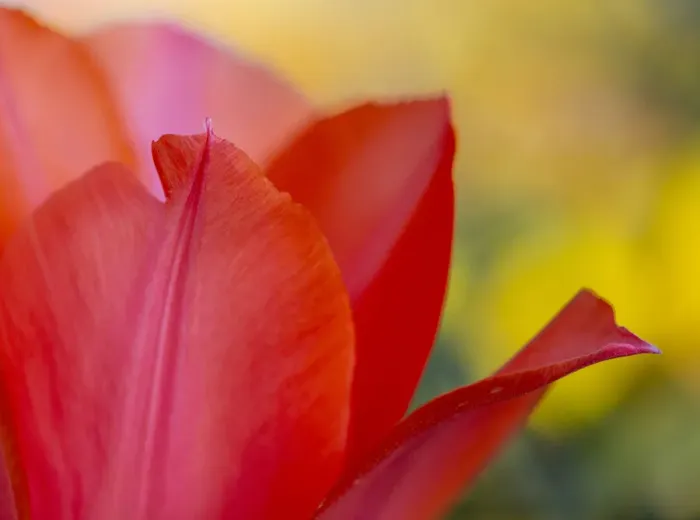 Framed Print : France, Giverny. Close-up of red tulip petals. Credit as