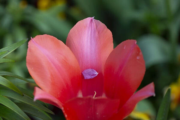 France, Giverny. Close-up of tiny petal inside a red tulip