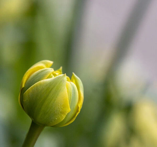 France, Giverny. Close-up of a yellow tulip bud in Monets Garden