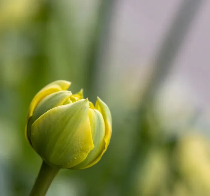 Framed Print : France, Giverny. Close-up of a yellow tulip bud in Monets Garden Framed Print : France, Giverny. Close-up of a yellow tulip bud in Monets Garden