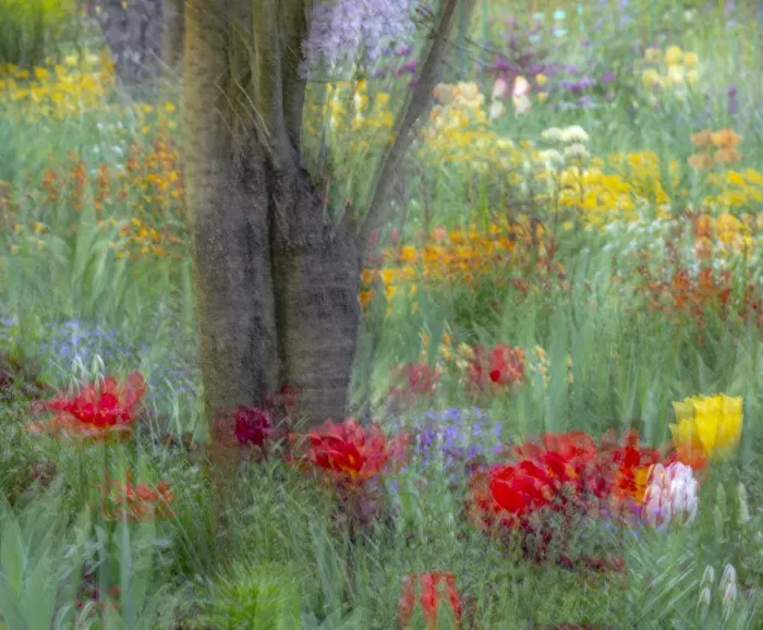 Framed Print : France, Giverny. Impression of flowers in Monets Garden Framed Print : France, Giverny. Impression of flowers in Monets Garden