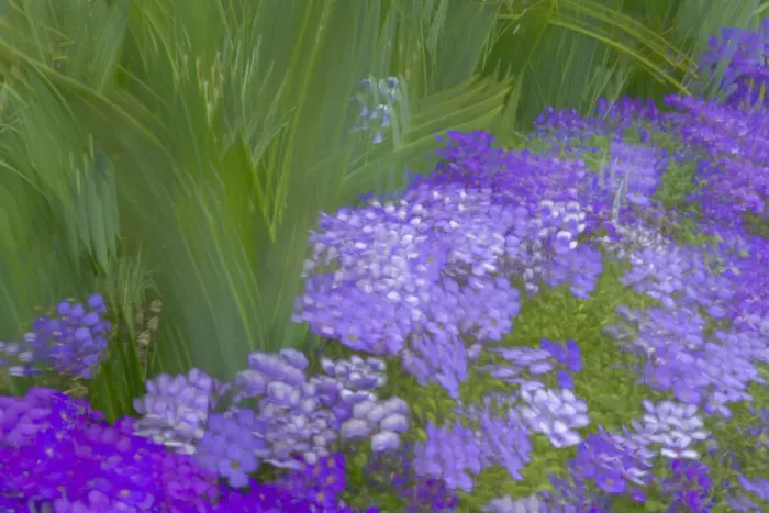 Framed Print : France, Giverny. Impression of flowers in Monets Garden Framed Print : France, Giverny. Impression of flowers in Monets Garden