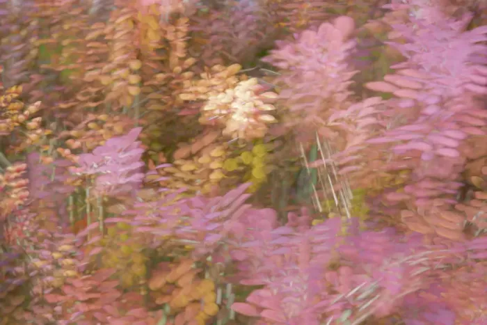 Framed Print : France, Giverny. Impression of flowers in Monets Garden Framed Print : France, Giverny. Impression of flowers in Monets Garden