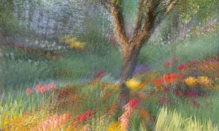 Framed Print : France, Giverny. Impression of flowers in Monets Garden