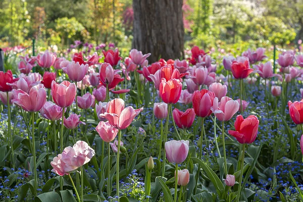 France, Giverny. Side lit tulips in evening light. Credit as