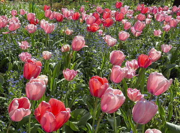 France, Giverny. Pink and red backlit tulips in Monets Garden