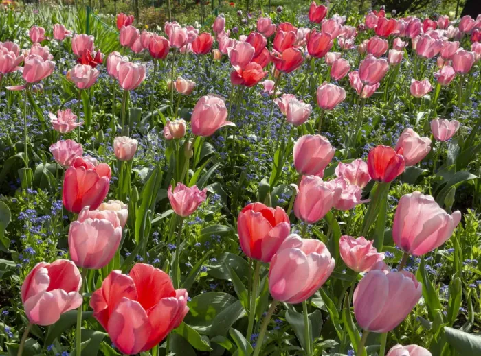 Framed Print : France, Giverny. Pink and red backlit tulips in Monets Garden Framed Print : France, Giverny. Pink and red backlit tulips in Monets Garden