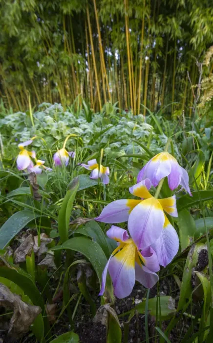 Framed Print : France, Giverny. Spring flowers and bamboo forest in Monets Garden Framed Print : France, Giverny. Spring flowers and bamboo forest in Monets Garden
