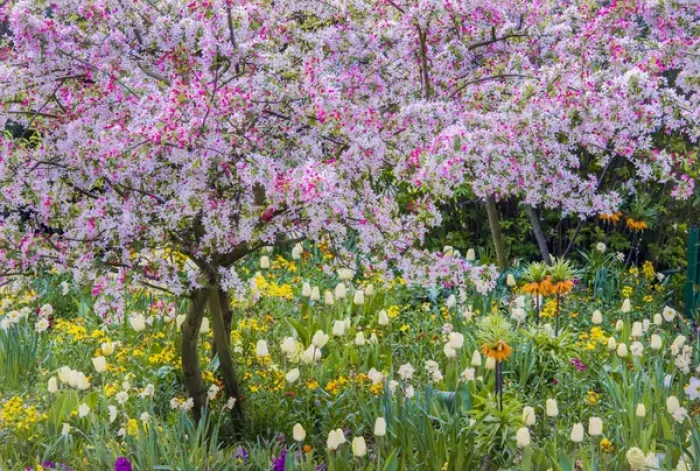 Framed Print : France, Giverny. Springtime in Claude Monets garden Framed Print : France, Giverny. Springtime in Claude Monets garden