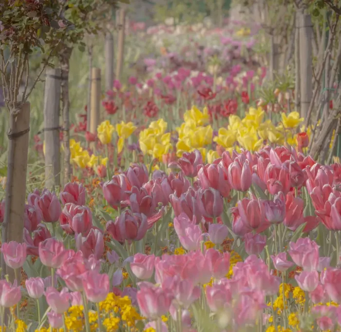 Framed Print : France, Giverny. Tulips in Monets Garden. Credit as Framed Print : France, Giverny. Tulips in Monets Garden. Credit as