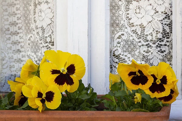 France, Giverny. Yellow pansies and lace curtain. Credit as