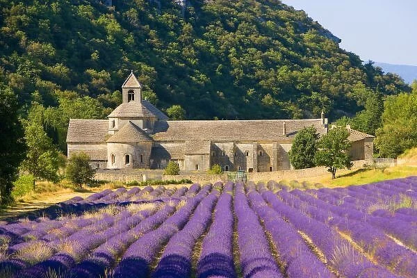 France, Gordes. Cistercian monastery of Senanque beside lavender field in the Provence Region