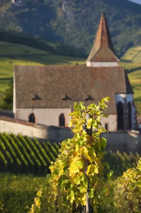 Framed Print : France, Haut-Rhin, Alsace Region, Alasatian Wine Route, Hunawihr, town church and vineyards Framed Print : France, Haut-Rhin, Alsace Region, Alasatian Wine Route, Hunawihr, town church and vineyards