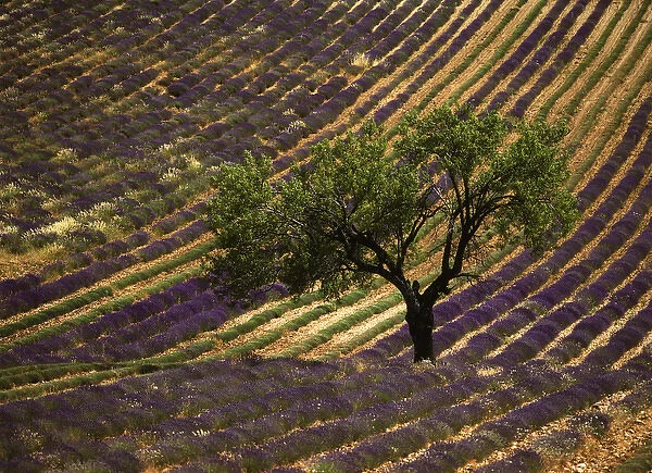 France, Haute Province, Vaucluse, Lonely tree in lavender field
