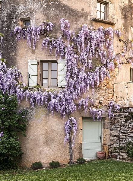 France, La Garrigue. Mas de Garrigue, wisteria growing on a turret of the home. (PR)