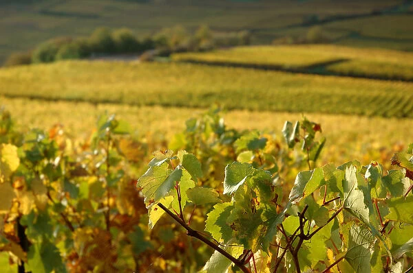 03. France, Maconnais Region, Autumn morning in Pouilly-Fuisse vineyards