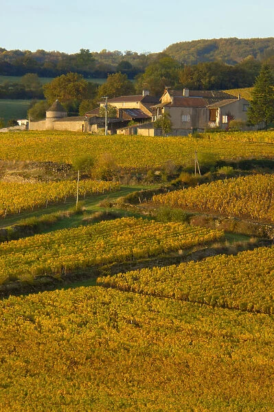 03. France, Maconnais Region, Autumn morning in Pouilly-Fuisse vineyards 