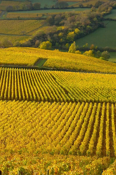 03. France, Maconnais Region, Autumn morning in Pouilly-Fuisse vineyards