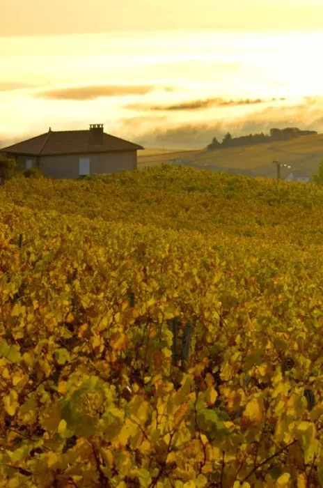 Framed Print : France, Maconnais Region, Autumn morning fog in Pouilly-Fuisse vineyards