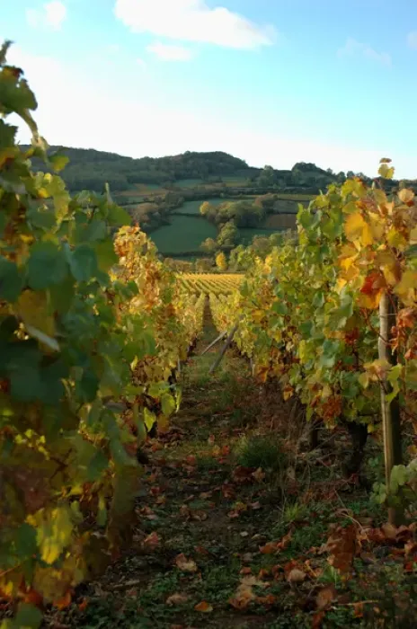 Framed Print : 03. France, Maconnais Region, Autumn morning in Pouilly-Fuisse vineyards Framed Print : 03. France, Maconnais Region, Autumn morning in Pouilly-Fuisse vineyards