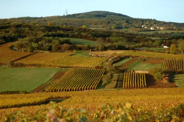 Framed Print : 03. France, Maconnais Region, Autumn morning in Pouilly-Fuisse vineyards Framed Print : 03. France, Maconnais Region, Autumn morning in Pouilly-Fuisse vineyards