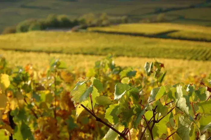 Framed Print : 03. France, Maconnais Region, Autumn morning in Pouilly-Fuisse vineyards Framed Print : 03. France, Maconnais Region, Autumn morning in Pouilly-Fuisse vineyards