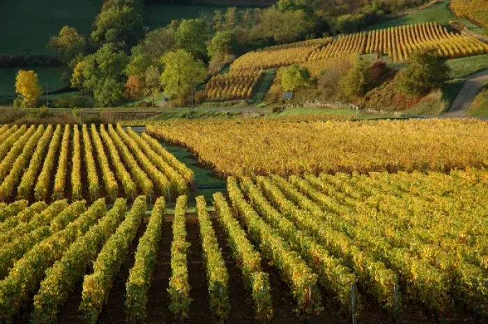 Framed Print : 03. France, Maconnais Region, Autumn morning in Pouilly-Fuisse vineyards