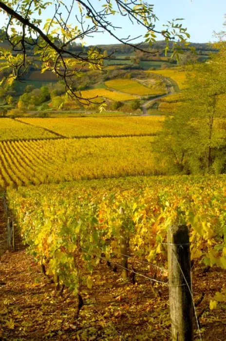 Framed Print : 03. France, Maconnais Region, Autumn morning in Pouilly-Fuisse vineyards