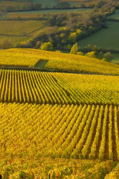 Framed Print : 03. France, Maconnais Region, Autumn morning in Pouilly-Fuisse vineyards Framed Print : 03. France, Maconnais Region, Autumn morning in Pouilly-Fuisse vineyards