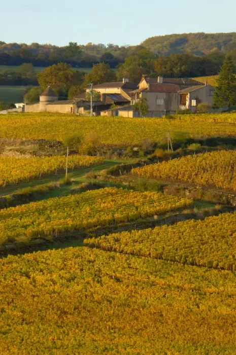 Framed Print : 03. France, Maconnais Region, Autumn morning in Pouilly-Fuisse vineyards 
