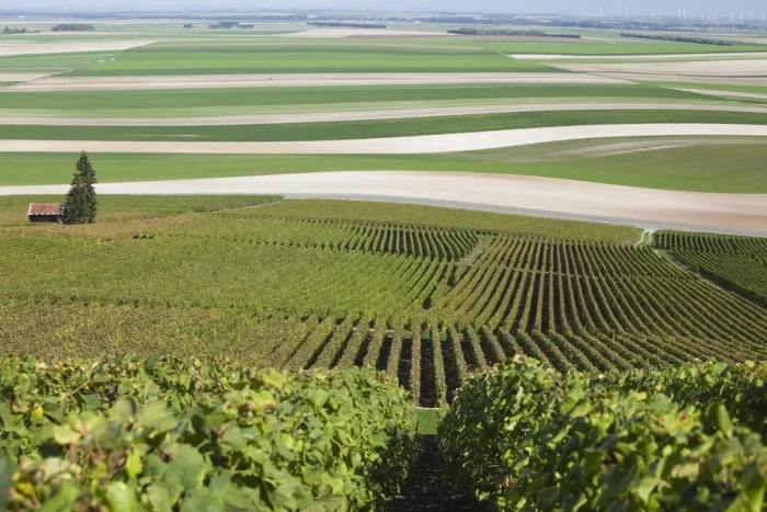 Framed Print : France, Marne, Champagne Region, Mont Aime, elevated view of vineyards and fields