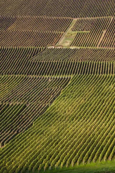 Framed Print : France, Marne, Champagne Region, Hautvillers, vineyard view Framed Print : France, Marne, Champagne Region, Hautvillers, vineyard view